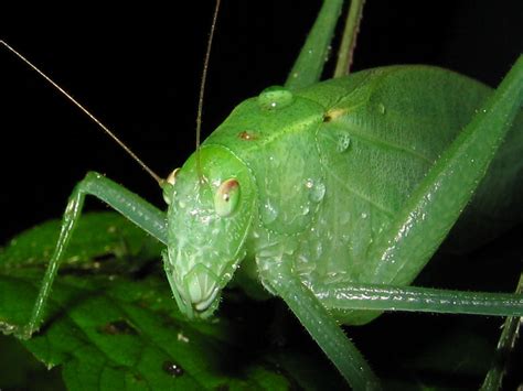 katydid deutsch|katydid